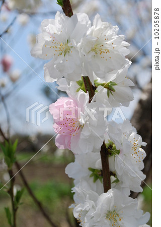 八重桜 白妙 八重桜 白妙 10205878