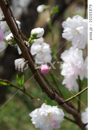 八重桜　白妙 10205879