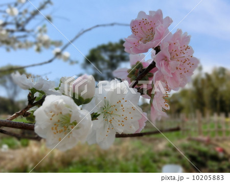 八重桜　白妙 10205883