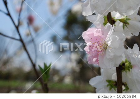 八重桜　白妙 10205884