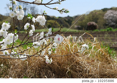 八重桜　白妙 10205886