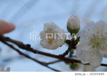 八重桜　白妙 10205890