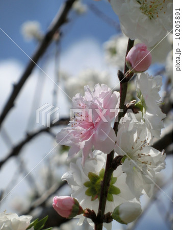 八重桜 白妙 八重桜 白妙 10205891