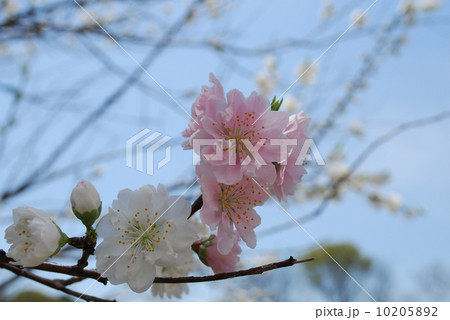 八重桜　白妙 10205892
