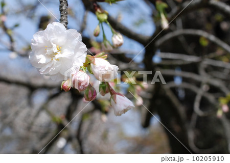 桜咲きて 10205910