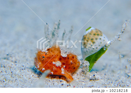 カエルアンコウ 10218218