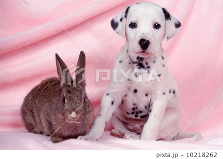 ダルメシアンとウサギ 10218262