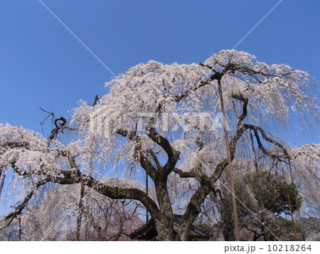 秩父市 清雲寺 しだれ桜 江戸彼岸(天然記念物) 秩父市 清雲寺 しだれ桜 江戸彼岸(天然記念物) 10218264