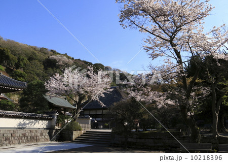 円覚寺桜満開２ 10218396