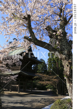 円覚寺桜満開３ 10218397