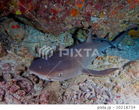 ネムリブカ ネムリブカ 10218734