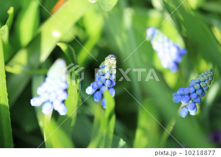 ムスカリ 10218877