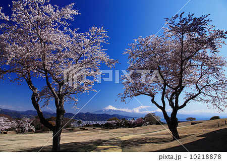桜咲く富士山 10218878