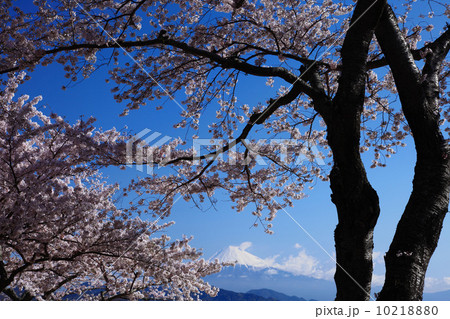 サクラの古木と富士山 10218880