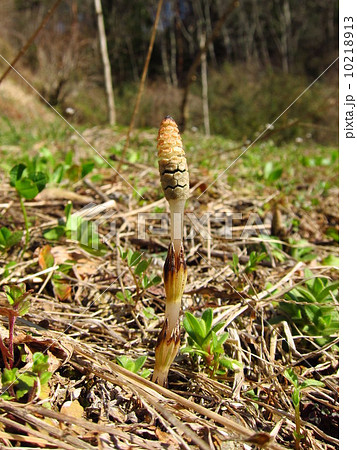 つくし つくし 10218913