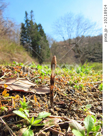 つくし つくし 10218914