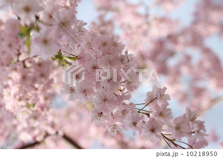 枝垂れ桜 10218950