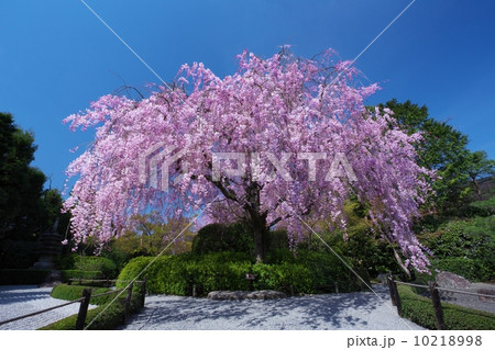 退蔵院の紅枝垂れ桜 10218998