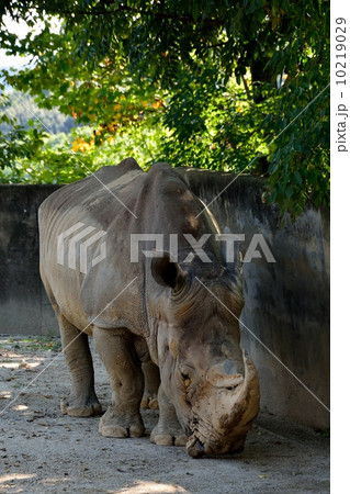 シロサイ 10219029