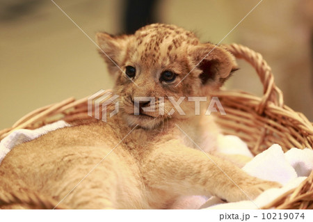 ライオンの赤ちゃん 10219074