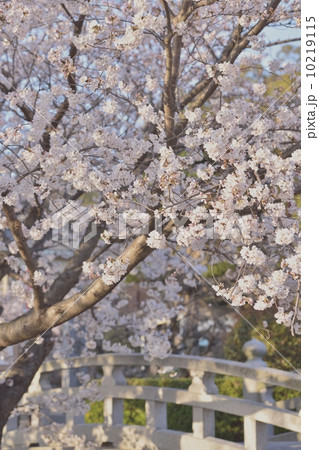満開のソメイヨシノ 満開のソメイヨシノ 10219115