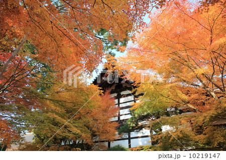 龍安寺　紅葉 10219147