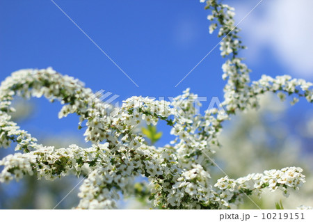 青空と雪柳 青空と雪柳 10219151