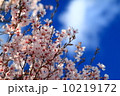 桜と青空 10219172