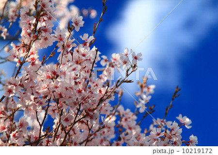 桜と青空 桜と青空 10219172