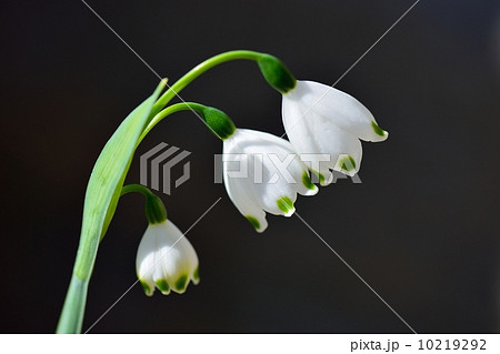 鈴蘭水仙 10219292