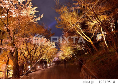 春の清水寺 10219518