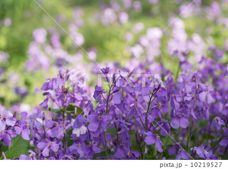 群生する紫花菜 群生する紫花菜 10219527