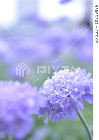 青い花 10219836