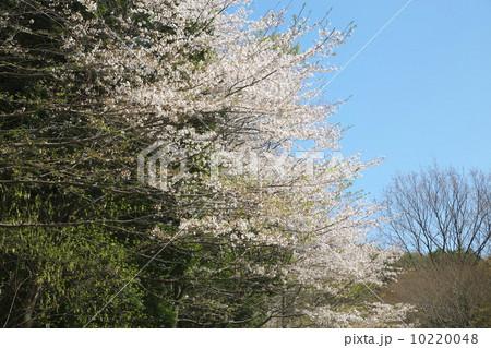 ソメイヨシノ ソメイヨシノ 10220048