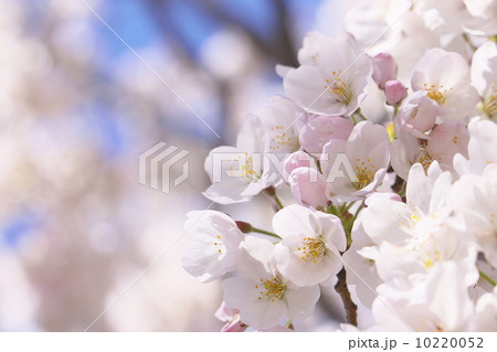 ソメイヨシノ ソメイヨシノ 10220052