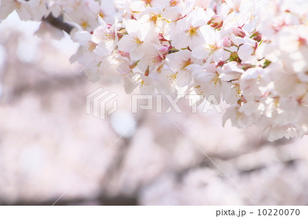 ソメイヨシノ 10220070
