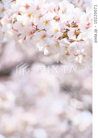 ソメイヨシノ ソメイヨシノ 10220071