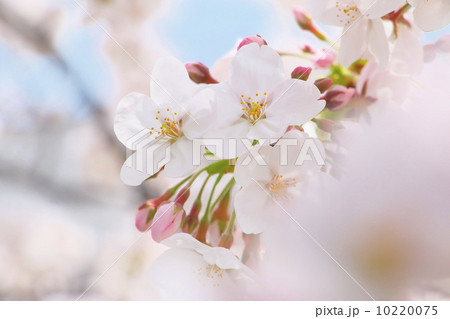 ソメイヨシノ ソメイヨシノ 10220075