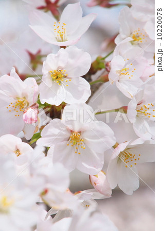 ソメイヨシノ 10220078