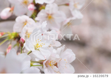 ソメイヨシノ 10220079