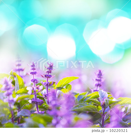 Mint Mint 10220321