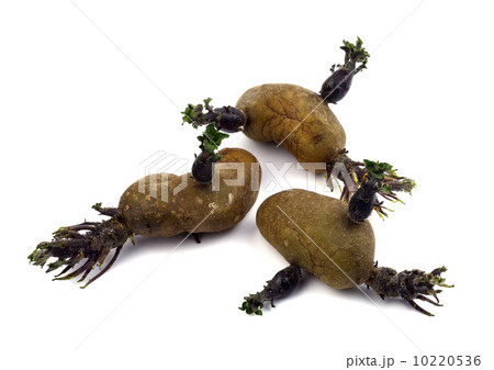 種ジャガイモ 10220536