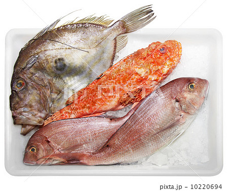 Scorpaenidae John Dory and Dentex Scorpaenidae John Dory and Dentex 10220694