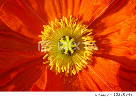 ヒナゲシの雄しべと雌しべ ヒナゲシの雄しべと雌しべ 10220948