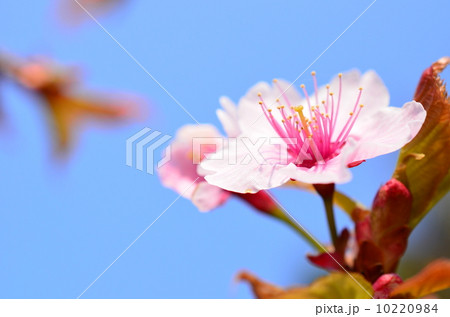 日立の桜♪ 日立の桜♪ 10220984