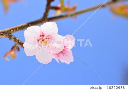 日立の桜♪ 日立の桜♪ 10220988