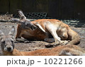 寝そべるオヤジカンガルー 10221266