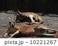 寝そべる2頭のオヤジカンガルー 10221267