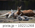 寝そべる3頭のオヤジカンガルー 10221268