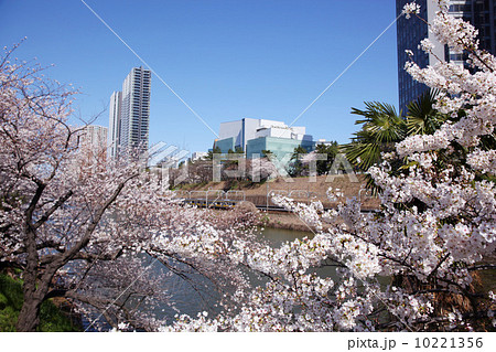 飯田橋桜風景 10221356